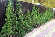 Лучший плющ для покрытия проволочного забора