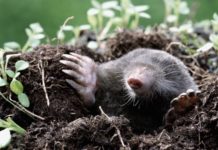 Борьба с кротами: как избавиться от вредителей