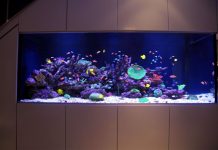 Обслуживание аквариумов: доверьте профессионалам