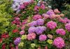 Гортензия: что выбрать для сада