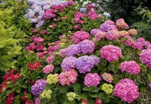 Гортензия: что выбрать для сада