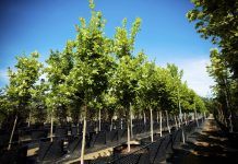 Покупка саженцев онлайн — широкий выбор и доступные цены