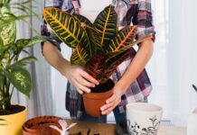 Как выбрать идеальные горшки для цветов: советы и рекомендации