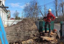 Процесс валки деревьев